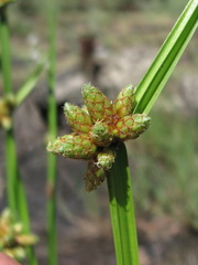 Schoenoplectus triqueter