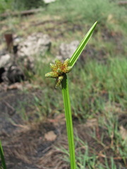 Schoenoplectus triqueter
