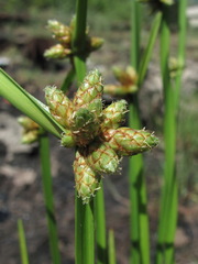 Schoenoplectus triqueter