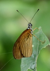 Acraea lycoa