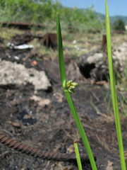 Schoenoplectus triqueter