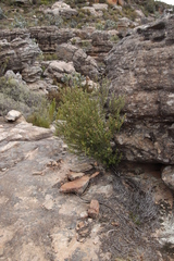 Phylica oleifolia