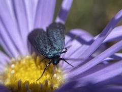 Turneriprocris dolens