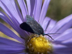 Turneriprocris dolens