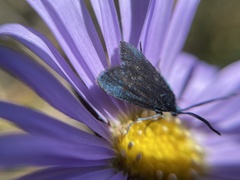 Turneriprocris dolens