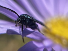 Turneriprocris dolens