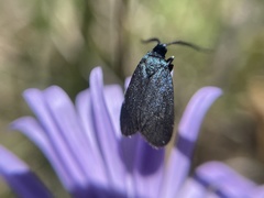 Turneriprocris dolens
