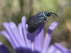 Turneriprocris dolens
