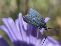 Turneriprocris dolens