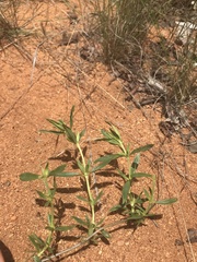 Agathisanthemum bojeri