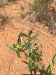 Agathisanthemum bojeri