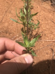 Agathisanthemum bojeri