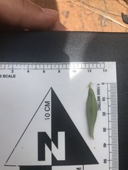 Agathisanthemum bojeri