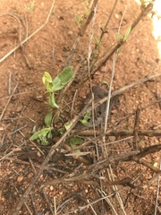 Agathisanthemum bojeri