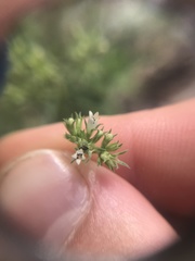 Agathisanthemum bojeri