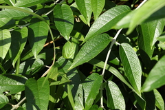Buddleja asiatica