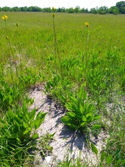Rudbeckia texana