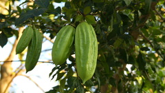 Parmentiera aculeata