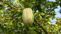 Parmentiera aculeata