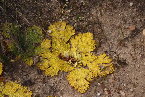 Image of Arctopus monacanthus by (c) Tony Rebelo, some rights reserved (CC BY-SA)