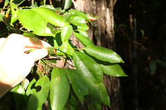 Cryptocarya glaucescens