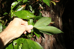 Cryptocarya glaucescens