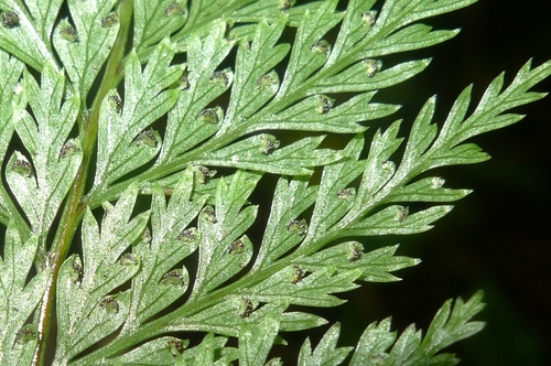Leptolepia