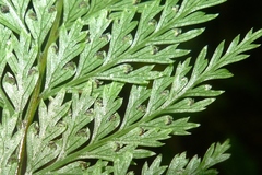 Leptolepia novae-zelandiae