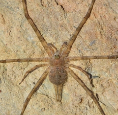 Tama edwardsi