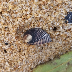 Nerita balteata