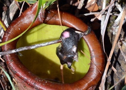 Palawan Shrew