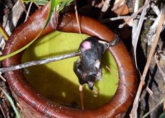 Crocidura palawanensis