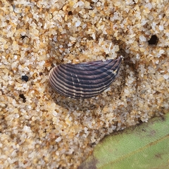 Nerita balteata