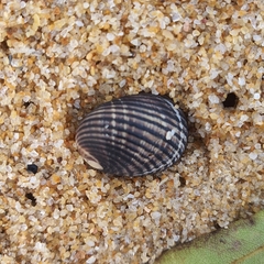 Nerita balteata