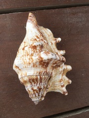 Chicoreus