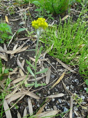 Pseudognaphalium affine