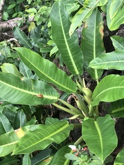 Image of Philodendron auriculatum