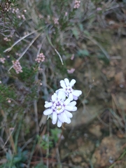Iberis umbellata