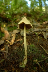 Entoloma latericolor