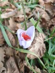 Crocus ligusticus