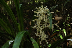 Helmholtzia glaberrima