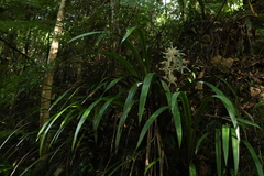 Helmholtzia glaberrima