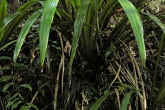 Helmholtzia glaberrima