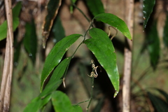 Petermannia cirrosa