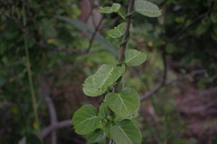 Cynanchum obtusifolium