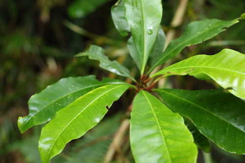 Image of Quintinia sieberi by (c) Greg Tasney, some rights reserved (CC BY-SA)
