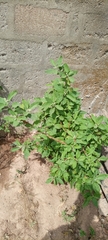 Gymnanthemum amygdalinum