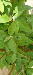 Gymnanthemum amygdalinum