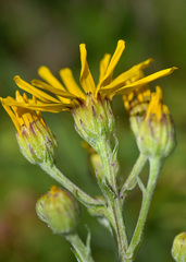Jacobaea buschiana