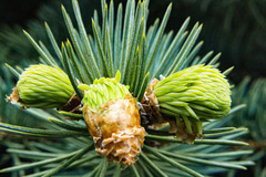 Picea abies